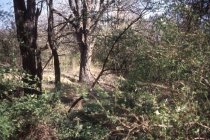 XIXth corps winter line